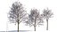 Prunus cerasifera arbre b