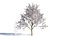 Prunus cerasifera arbre b