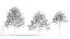 Prunus cerasifera arbre b