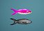 Tropical Fish Collection