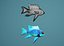 Tropical Fish Collection