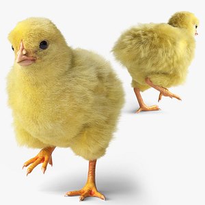 3D model Newborn Chick Rushes Animated Fur Rigged For Blender