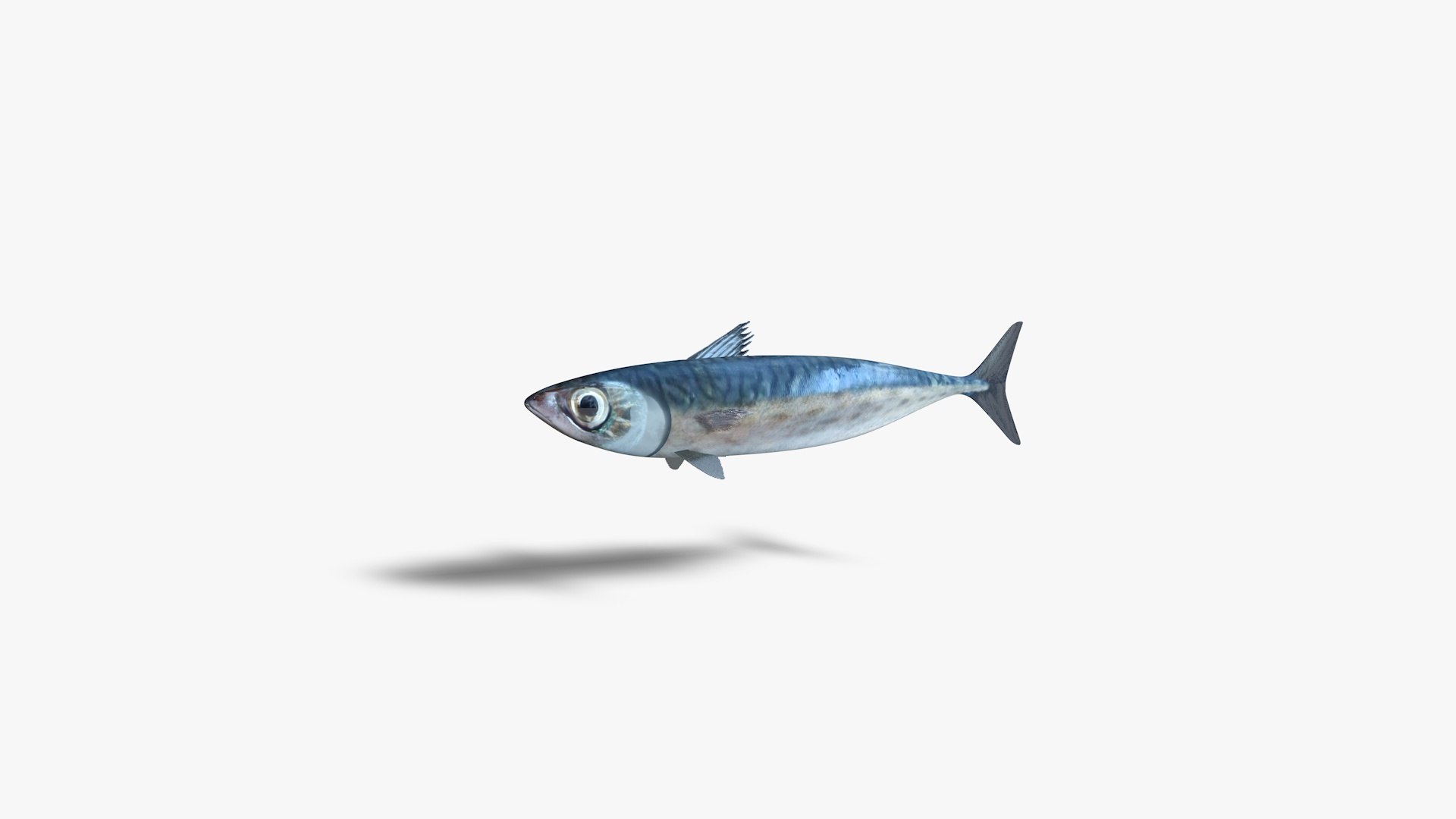 Tinker Mackerel 3D Model TurboSquid 1989019
