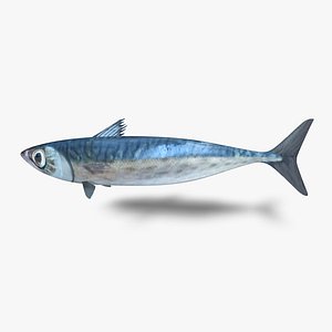 Tinker Mackerel 3D model