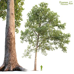 Plane-tree Sycamore Platanus V20 3D
