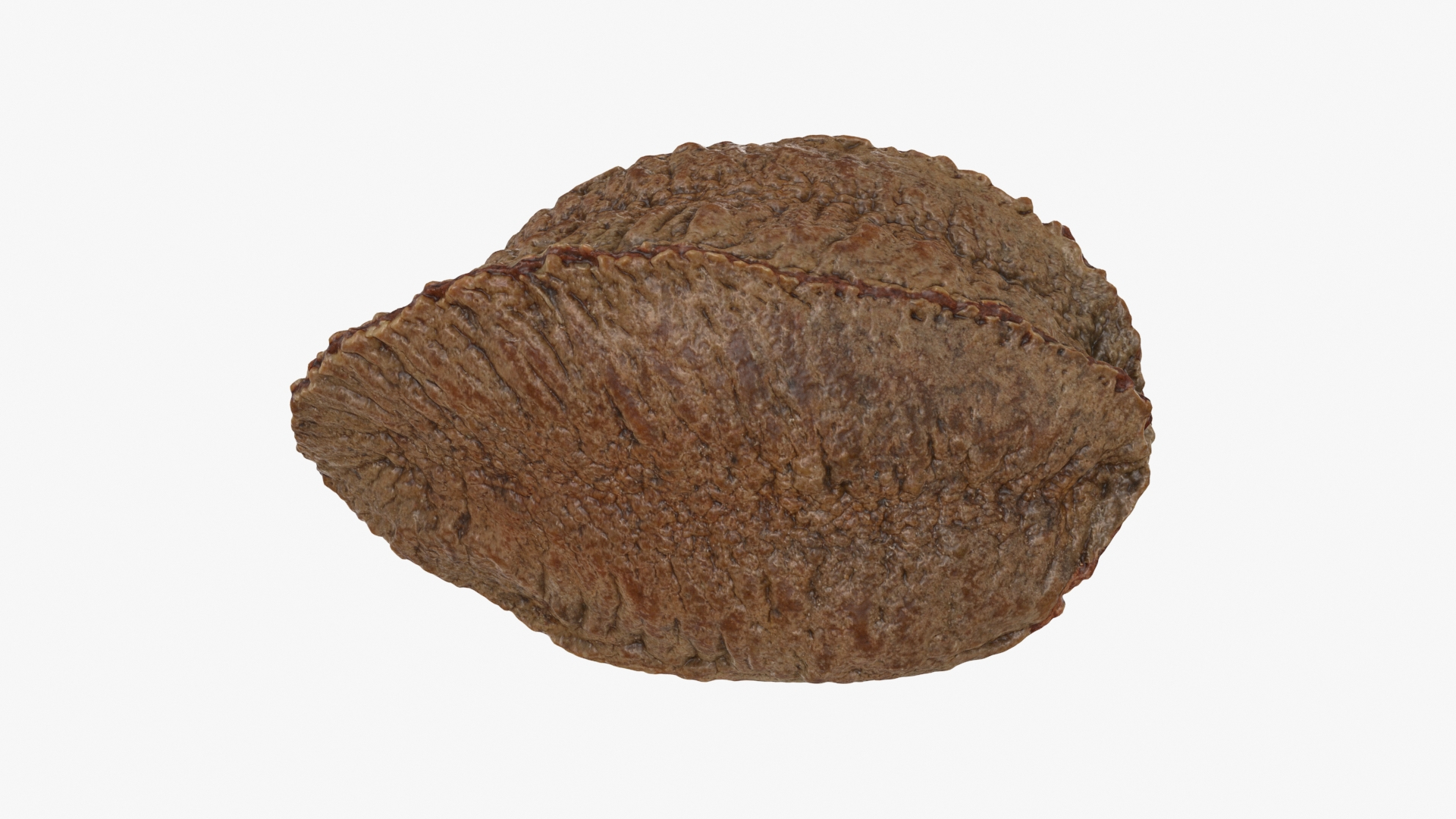 Brazil Nut In Shell 02 3D - TurboSquid 2286335