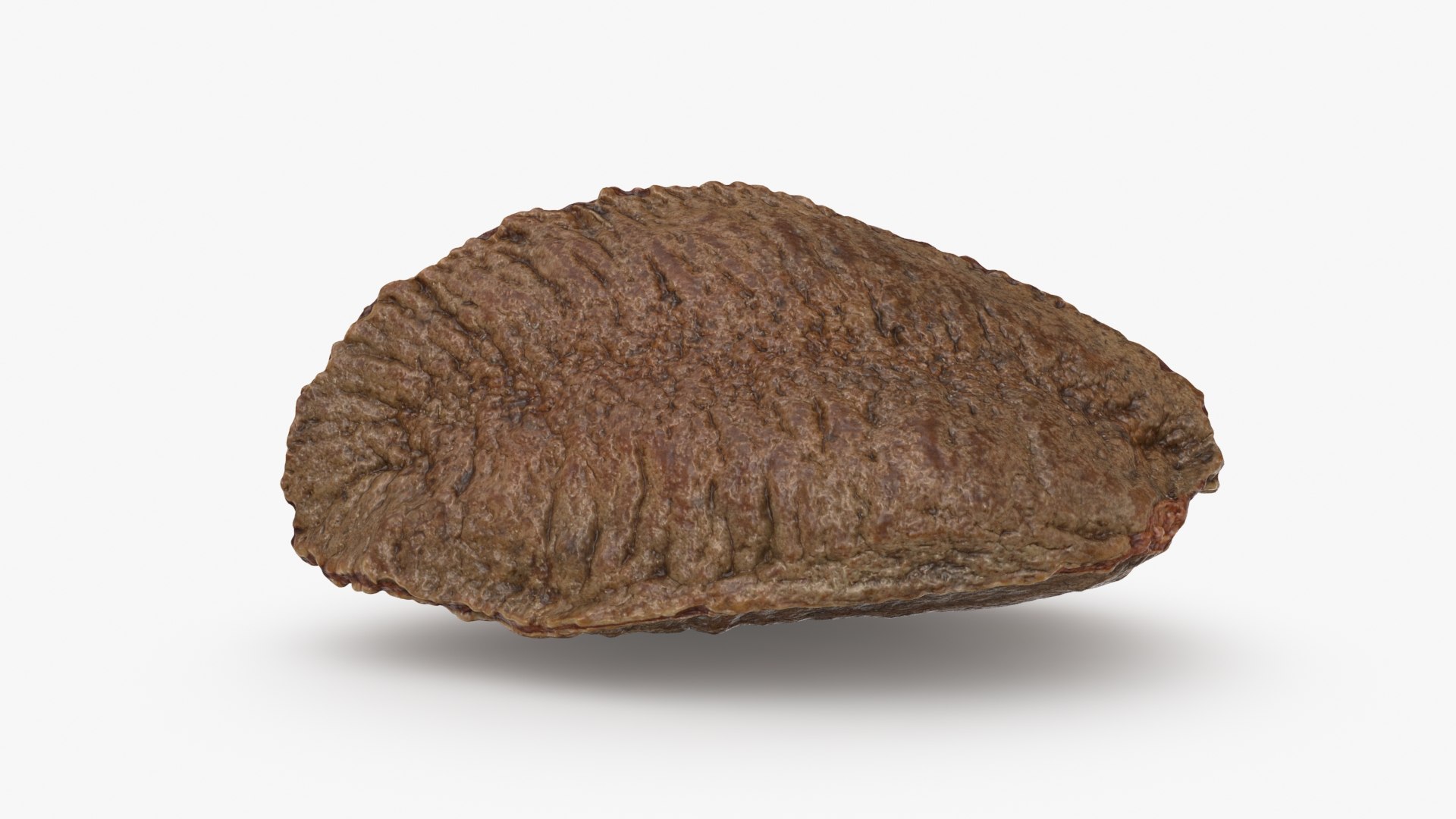 Brazil Nut In Shell 02 3D - TurboSquid 2286335