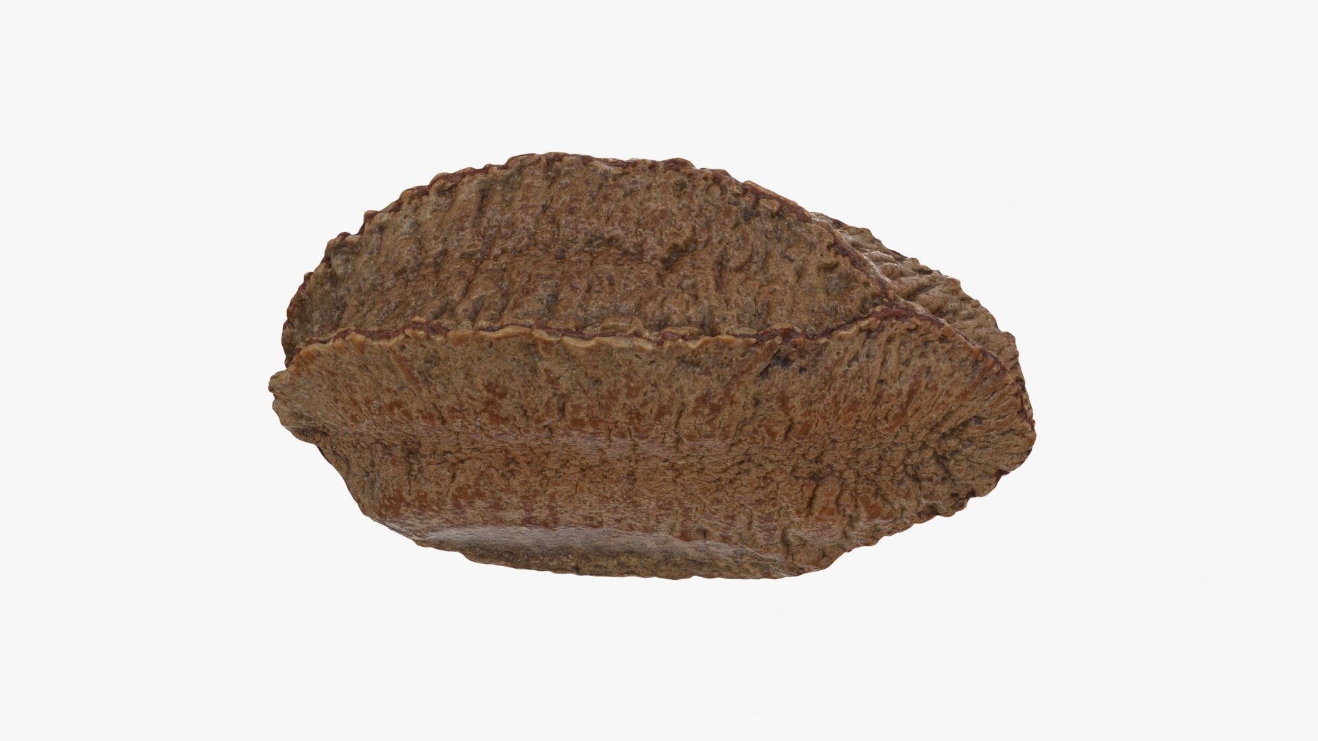 Brazil Nut In Shell 02 3D TurboSquid 2286335