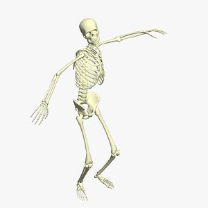 Skeleton Bellydancing 3D
