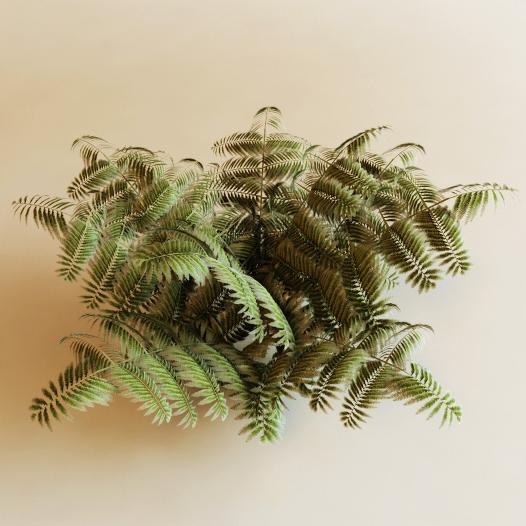 3d Model Ferns Modelled