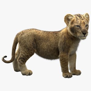 Lion  Cub Rigged