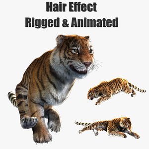 3D animted hair effect tiger model