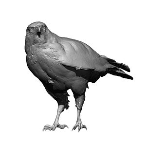perched buzzard taxidermy 3D