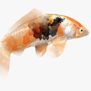 3D Japanese Carp Fish Rigged L1731