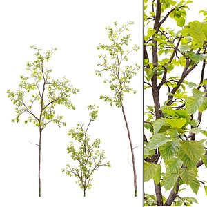 young hazel trees