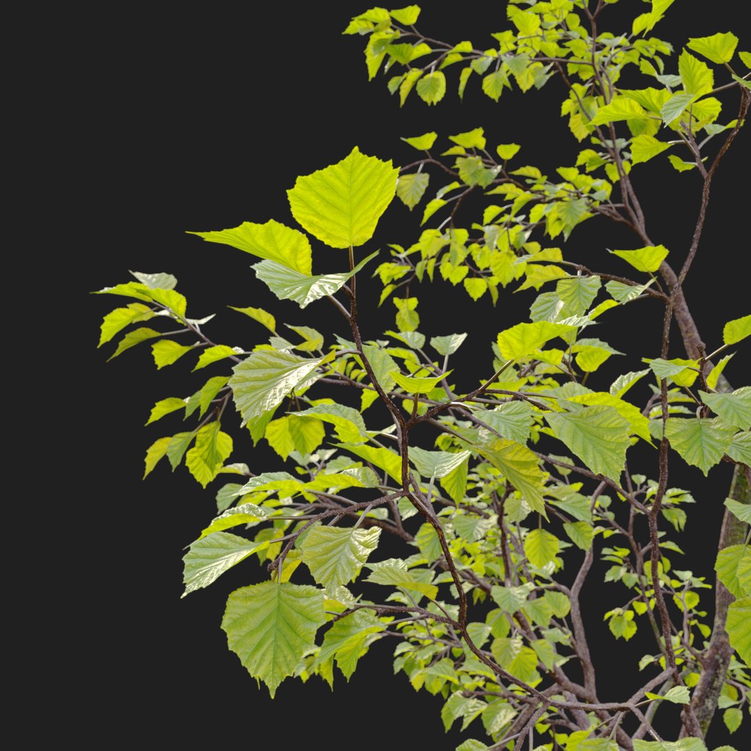 3D Young Hazel Trees Model - TurboSquid 1931521