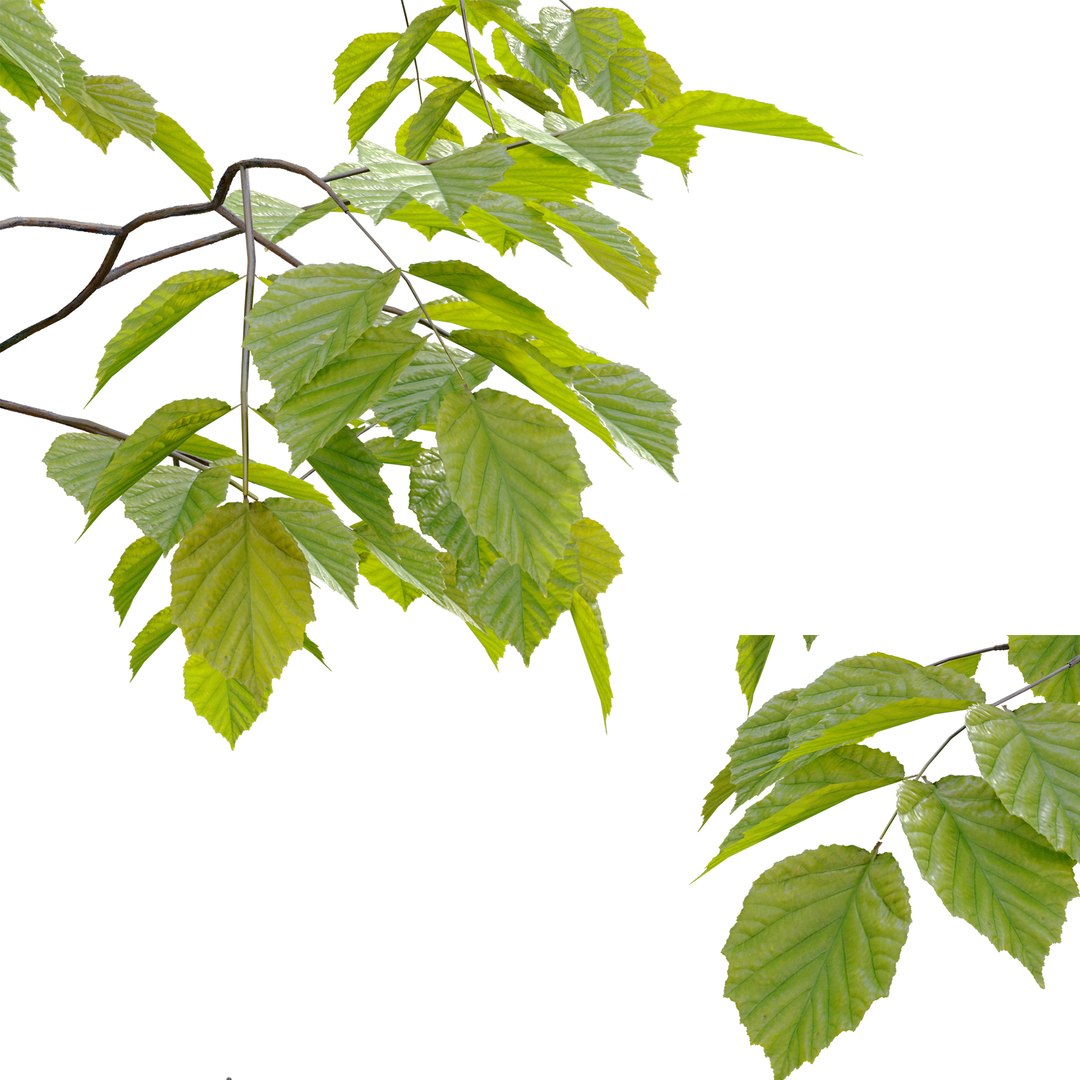 3D Young Hazel Trees Model - TurboSquid 1931521