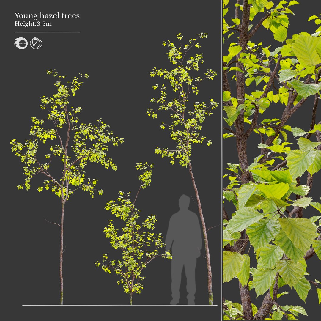 3D Young Hazel Trees Model - TurboSquid 1931521