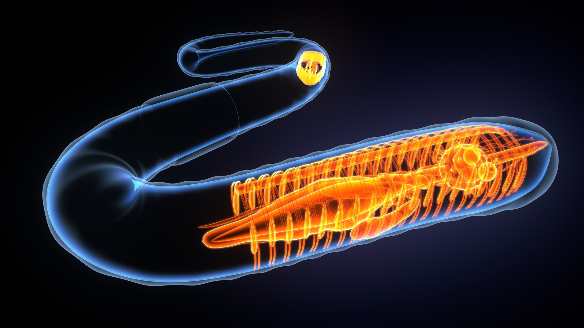 Earth Worm Anatomy System 3D Model - TurboSquid 1828302