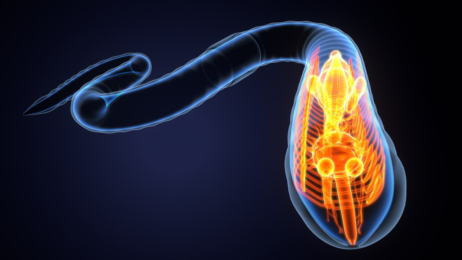 Earth Worm Anatomy System 3D Model - TurboSquid 1828302