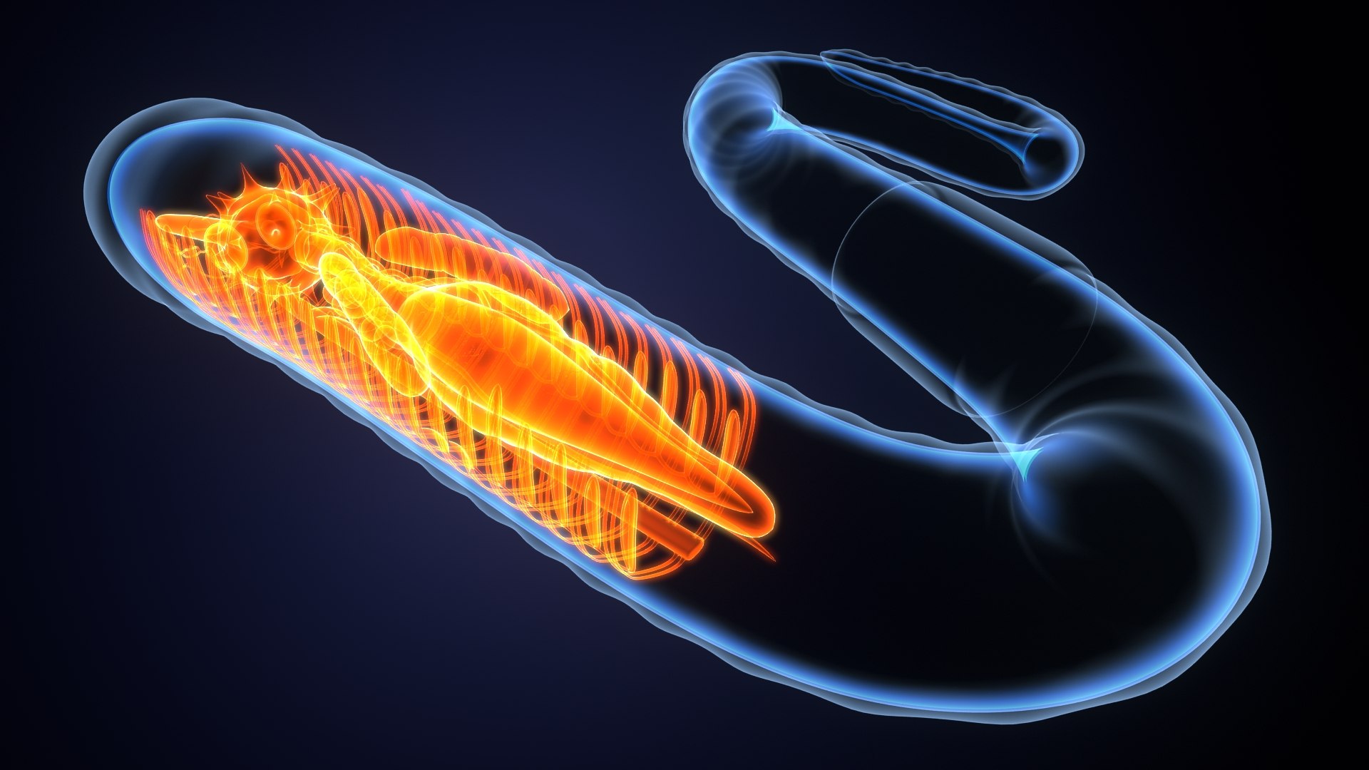 Earth Worm Anatomy System 3D Model - TurboSquid 1828302