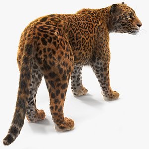 Jaguar Stand Pose Fur model