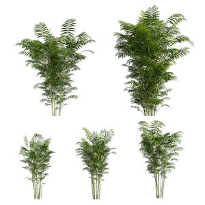 plant vol 790 - Chamaedorea - Seifrizii - bamboo 3D