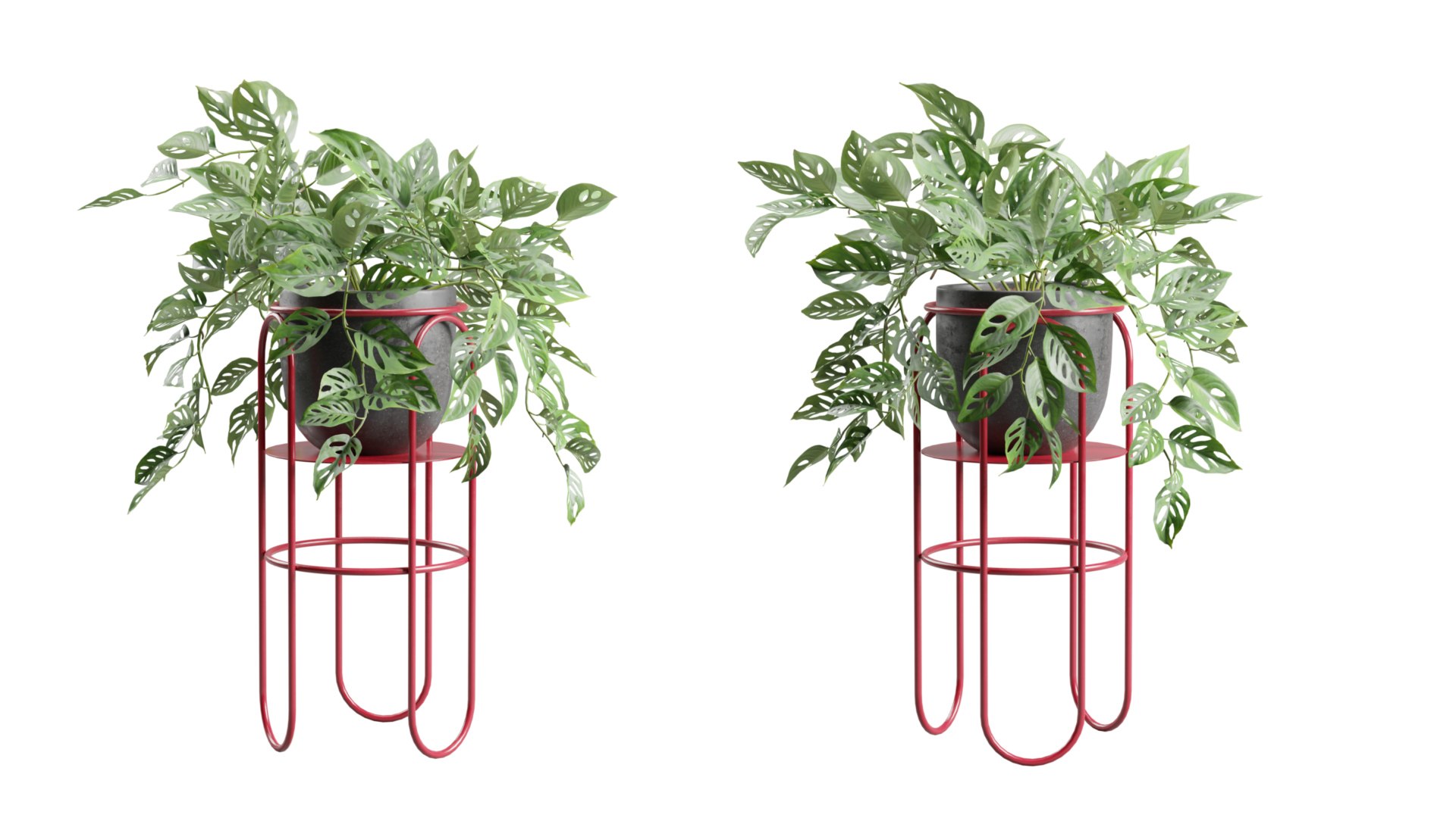 Monstera Adansonii on Metal Stand 3D https://p.turbosquid.com/ts-thumb/ZA/KErjfU/8z/previewts06_0000/jpg/1767198973/1920x1080/fit_q87/bf158ee3a76db00d06e4df0ce329f2bd4444ec24/previewts06_0000.jpg