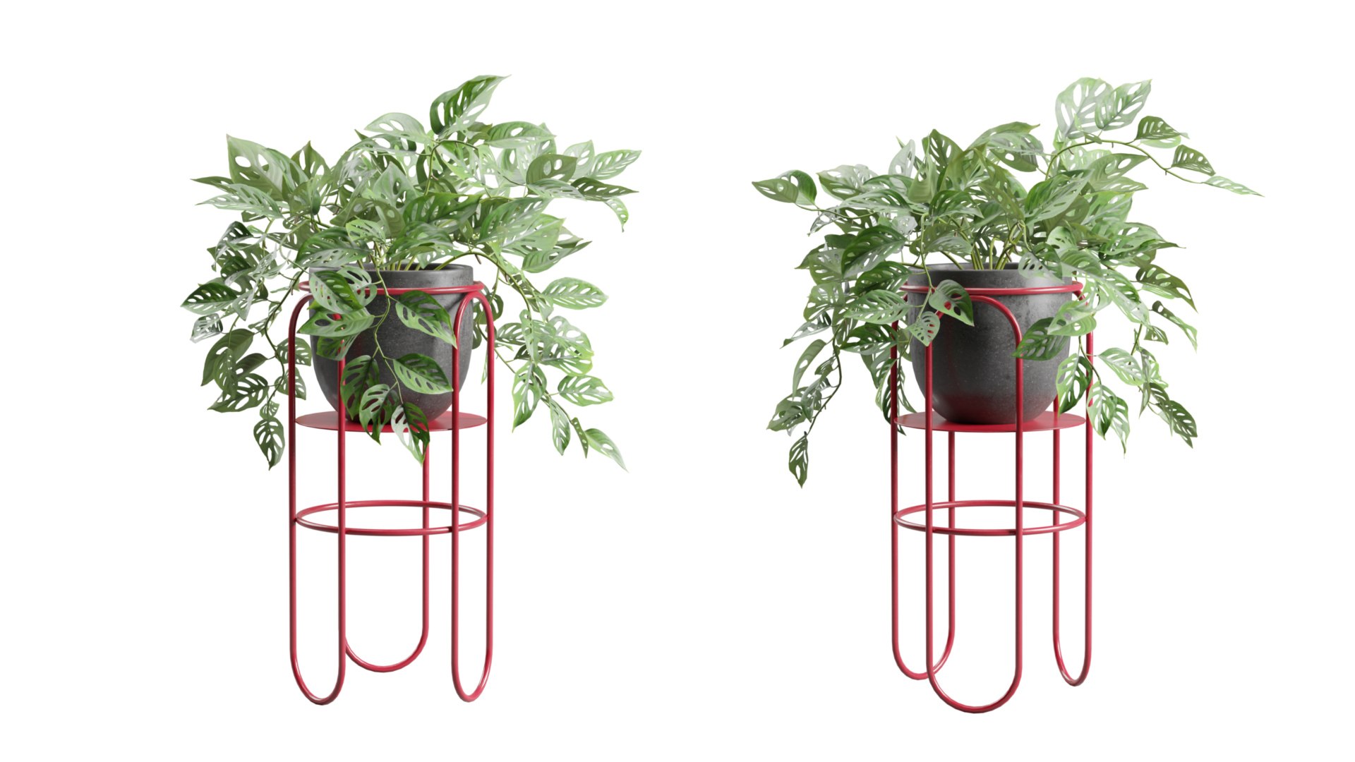 Monstera Adansonii on Metal Stand 3D https://p.turbosquid.com/ts-thumb/ZA/KErjfU/Pq/previewts04_0000/jpg/1767198972/1920x1080/fit_q87/074989cb01439f06c52b2f0fcd7b4a525bd0ef6f/previewts04_0000.jpg