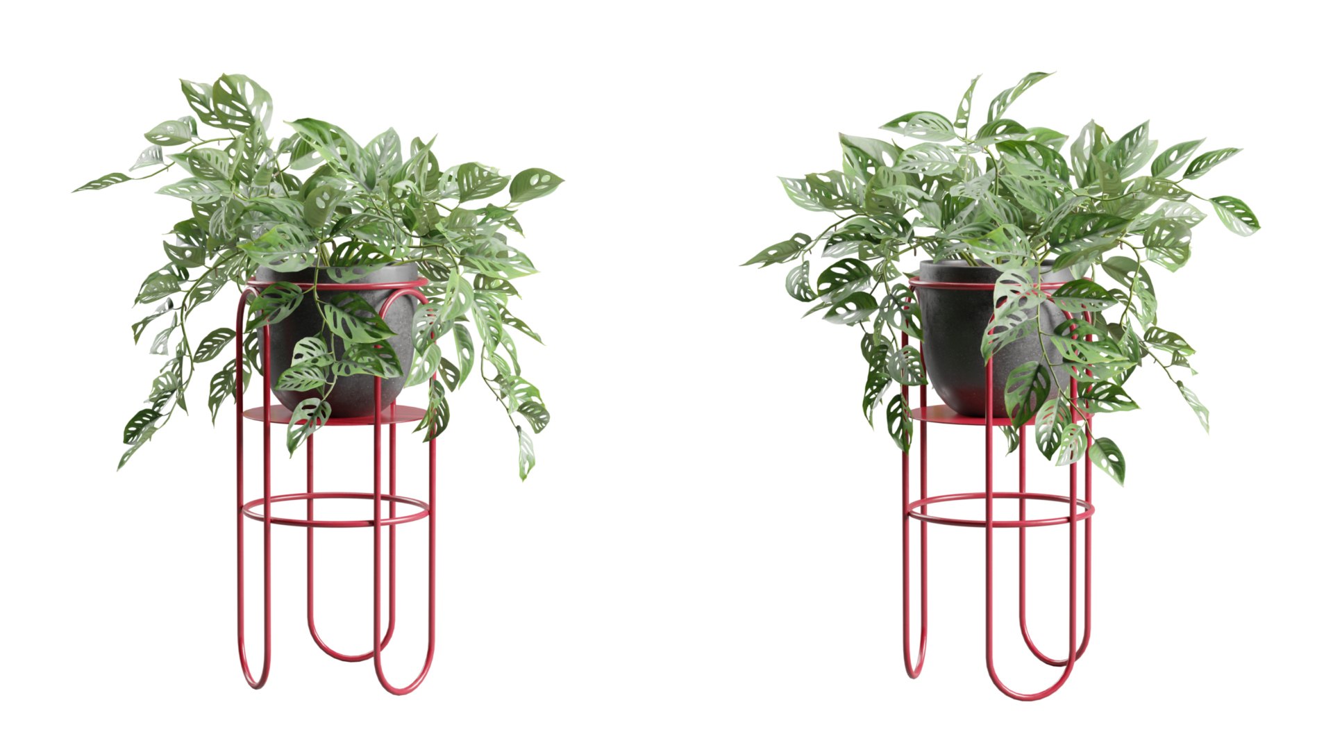 Monstera Adansonii on Metal Stand 3D https://p.turbosquid.com/ts-thumb/ZA/KErjfU/kY/previewts03_0000/jpg/1767198972/1920x1080/fit_q87/dd695e49b6a9b21ea8cda0db42a79778982986b1/previewts03_0000.jpg