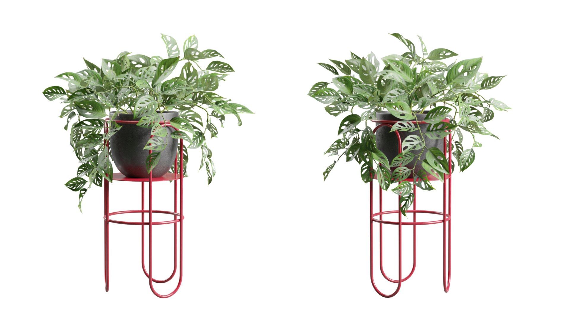 Monstera Adansonii on Metal Stand 3D https://p.turbosquid.com/ts-thumb/ZA/KErjfU/nb/previewts05_0000/jpg/1767198973/1920x1080/fit_q87/195b5f770681ac93c982dcc07e95bb432670b831/previewts05_0000.jpg