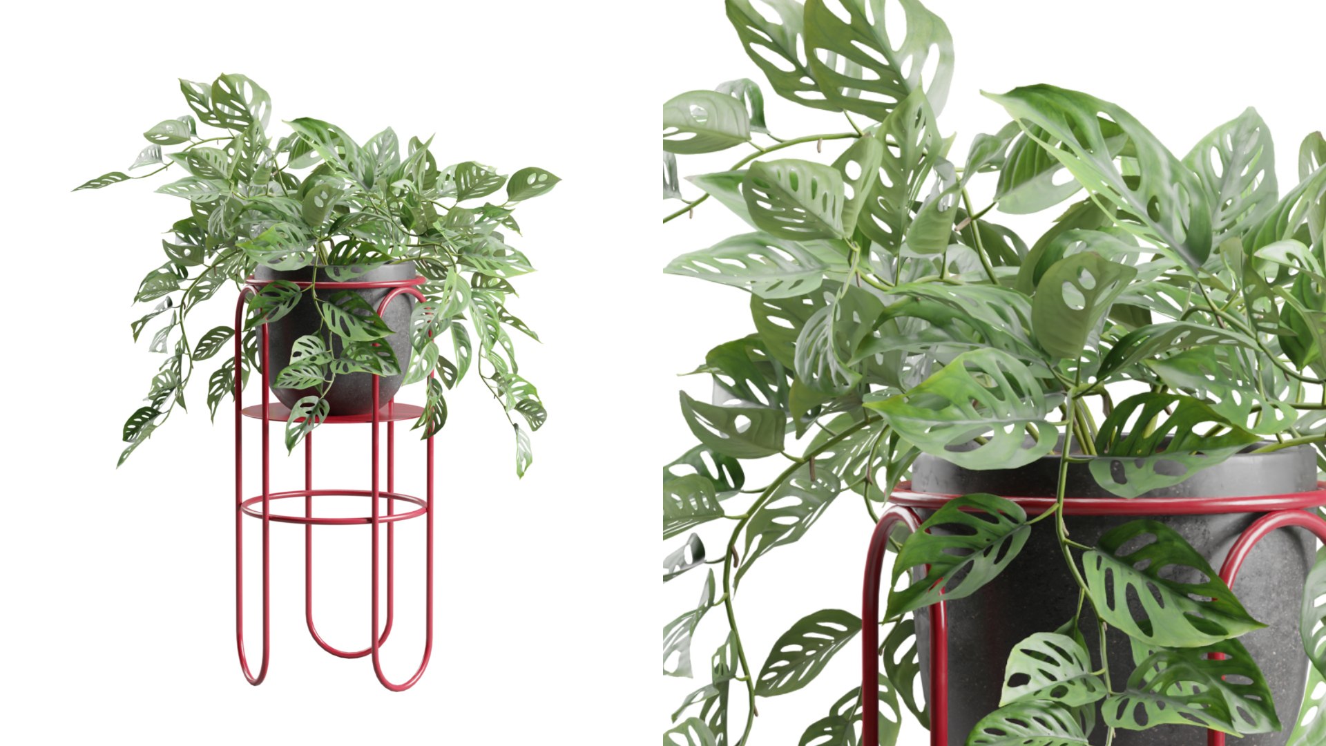 Monstera Adansonii on Metal Stand 3D https://p.turbosquid.com/ts-thumb/ZA/KErjfU/nj/previewts01_0000/jpg/1767198971/1920x1080/fit_q87/f400e0da4c1f5395a8348ef9ec4a9e3eb1157c9f/previewts01_0000.jpg