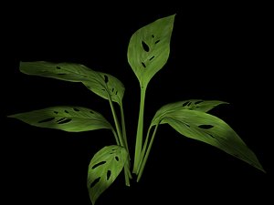 plant petals stem 3d model