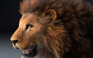 African Lion Hair Fur Rigged