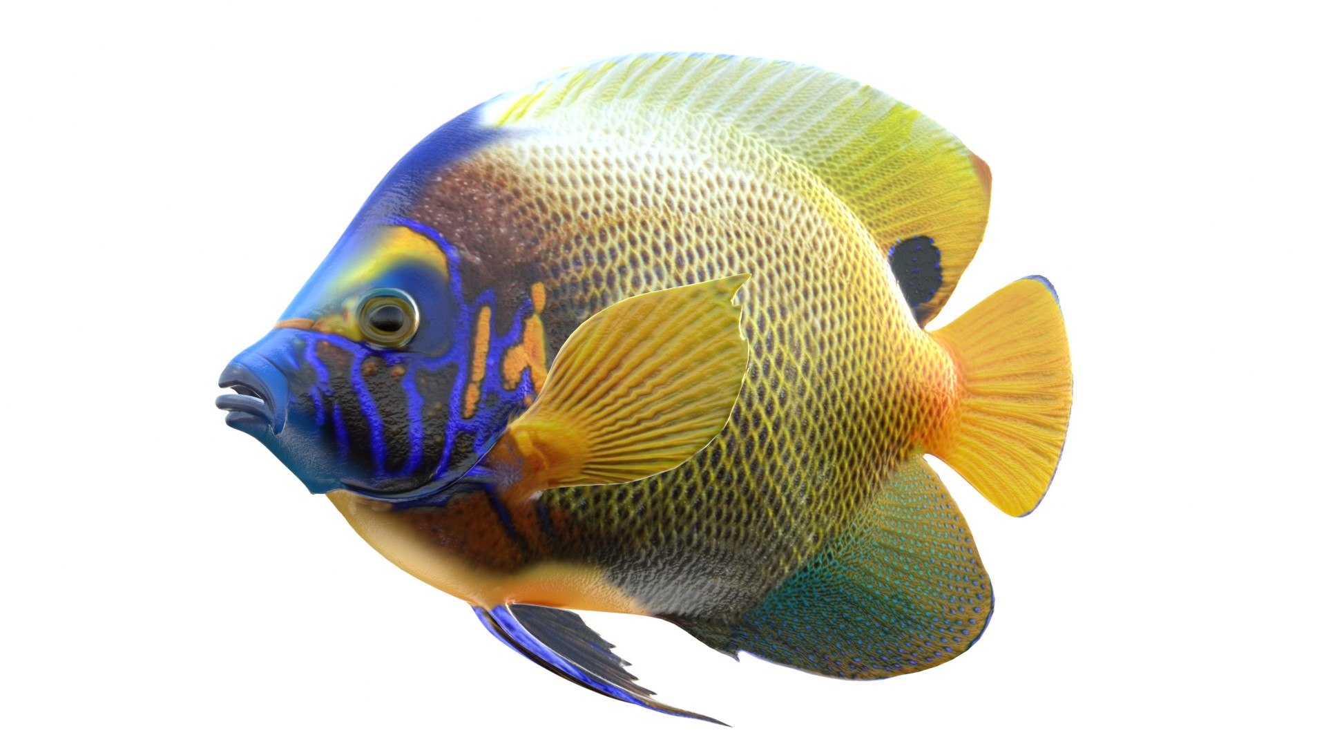 3D 50 Fish Sea Creature Collection v3 https://p.turbosquid.com/ts-thumb/ZB/43qR2L/hd/1/jpg/1768033137/1920x1080/fit_q87/9c1f1f564d01e2886e8213f5f6aa54d700bbb023/1.jpg