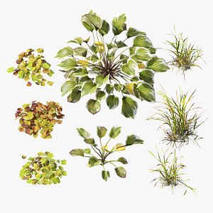 3D model Autumn garden plants