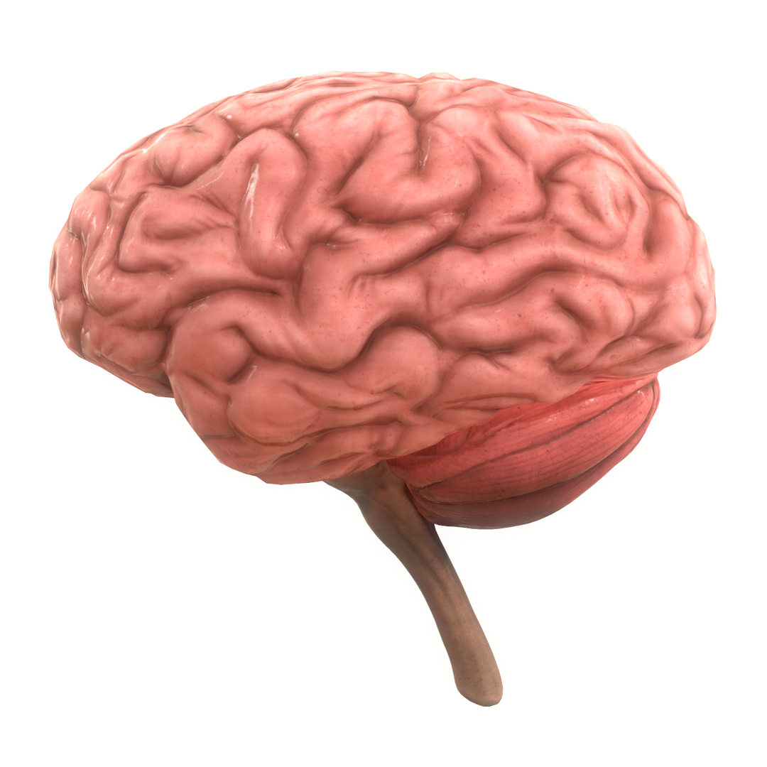 Human brain 3D model - TurboSquid 1434469