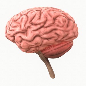 human brain 3D model