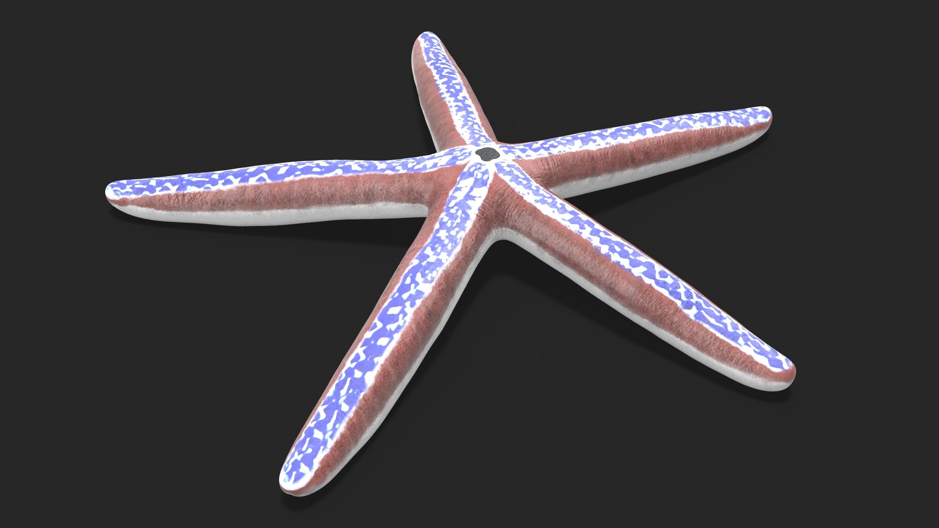 3D model Phataria Unifascialis https://p.turbosquid.com/ts-thumb/ZB/NtSL5E/8L/phatariaunifascialisc4dmodel004/jpg/1714593101/1920x1080/fit_q87/bb9d53f02a67414a2e88890502d813c152590afb/phatariaunifascialisc4dmodel004.jpg