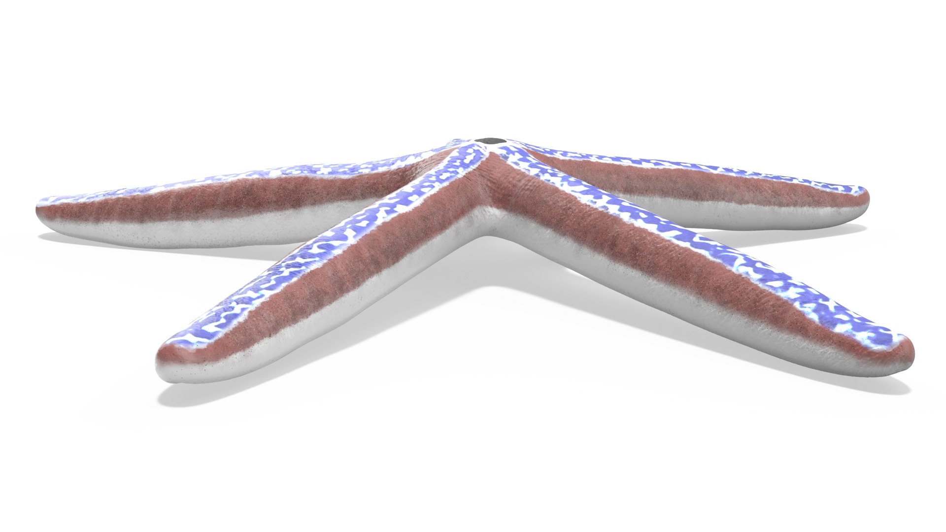 3D model Phataria Unifascialis https://p.turbosquid.com/ts-thumb/ZB/NtSL5E/93/phatariaunifascialisc4dmodel006/jpg/1714593107/1920x1080/fit_q87/93c0c9eba4f6f8c2b659dff96f744294292a185f/phatariaunifascialisc4dmodel006.jpg