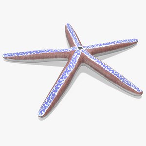 3D model Phataria Unifascialis