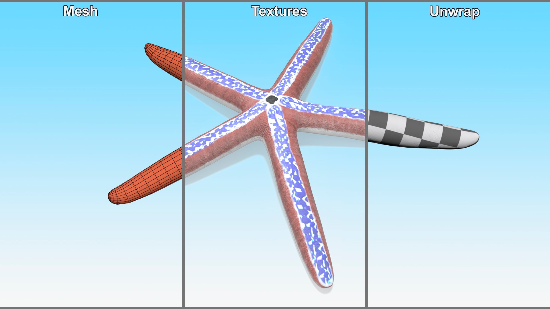 3D model Phataria Unifascialis https://p.turbosquid.com/ts-thumb/ZB/NtSL5E/zV/phatariaunifascialisc4dmodel008/jpg/1714593113/1920x1080/fit_q87/493708b513dcf11e1514cb2348e35c9e9bdfa92d/phatariaunifascialisc4dmodel008.jpg