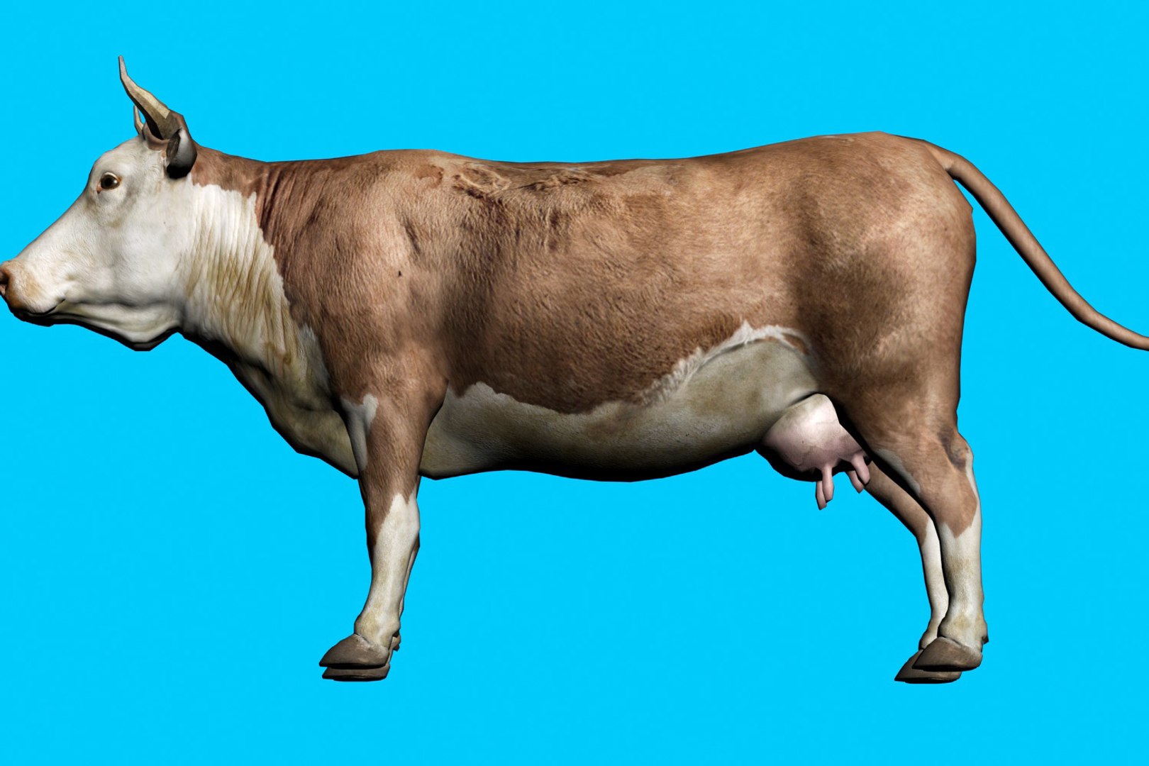 animal nature 3D model https://p.turbosquid.com/ts-thumb/ZB/Qif1g6/QZJIQZlv/7/jpg/1577775967/1920x1080/fit_q87/c68eb68df9216bef3f034b41721deb72e51e435e/7.jpg