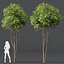 HQ Plants Ash Tree