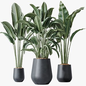 AV Indoor plants set 143 Bird Of ParadiseBird 3D model
