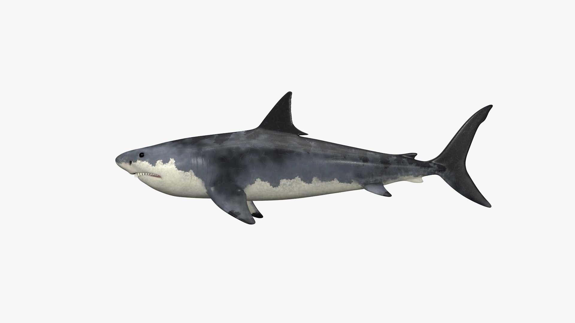 Megalodon Dinosaur 3D Model - TurboSquid 2341623