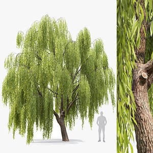 3D Salix model