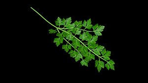 food parsley 3D model