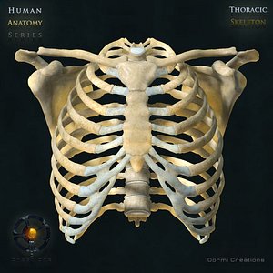 human thoracic skeleton bones 3d max