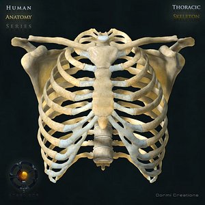 Thoracic Skeleton